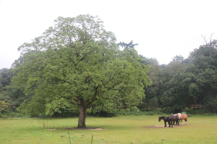 IMG_1692_720px.JPG
